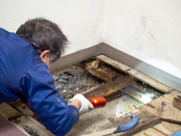 Best Industrial Mold Remediation in Ione, CA