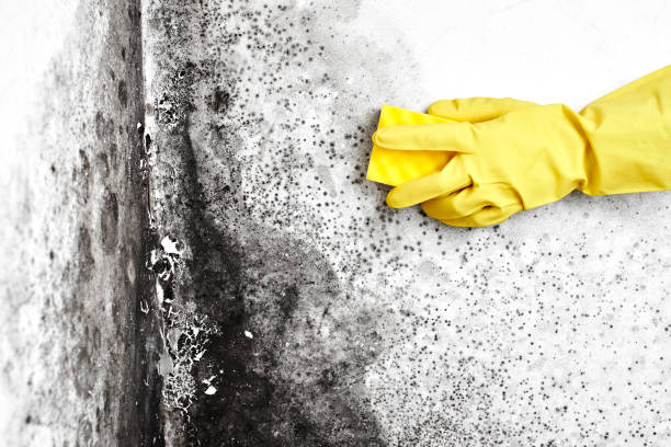 Best Residential Mold Remediation in Ione, CA