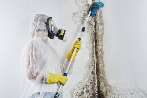 Best Commercial Mold Remediation in Ione, CA