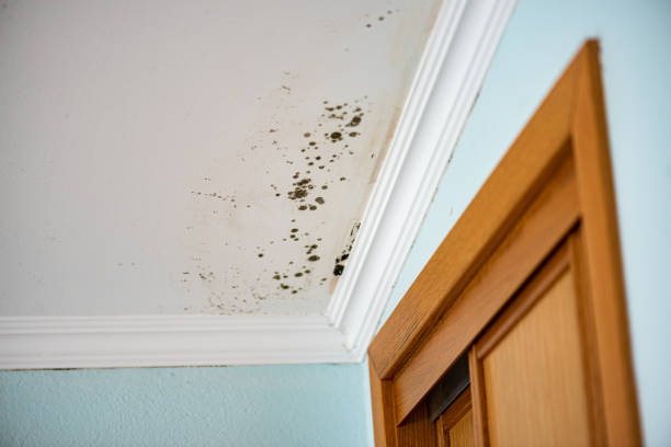 Best Preventive Mold Services in Ione, CA
